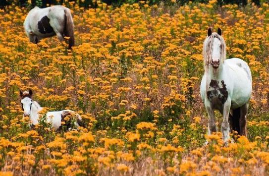 Horses frolicking in a field of flowers by  @nikalwest
