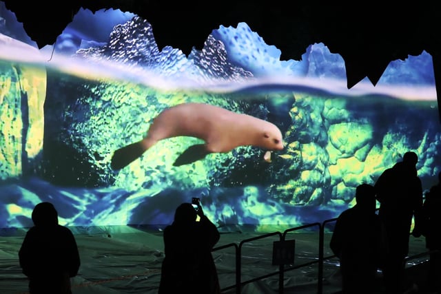 Members of the public are silhouetted against an animation of of seals which was projected onto an iceberg installation at the launch of Edinburgh Zoo's Christmas Nights. The light trail, which is open to the public until January 3, will take visitors on a moonlit journey through an enchanted ice forest, past Penguins Rock and ending up at the Zoo's own North Pole.