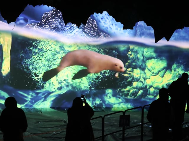 Members of the public are silhouetted against an animation of of seals which was projected onto an iceberg installation at the launch of Edinburgh Zoo's Christmas Nights. The light trail, which is open to the public until January 3, will take visitors on a moonlit journey through an enchanted ice forest, past Penguins Rock and ending up at the Zoo's own North Pole.