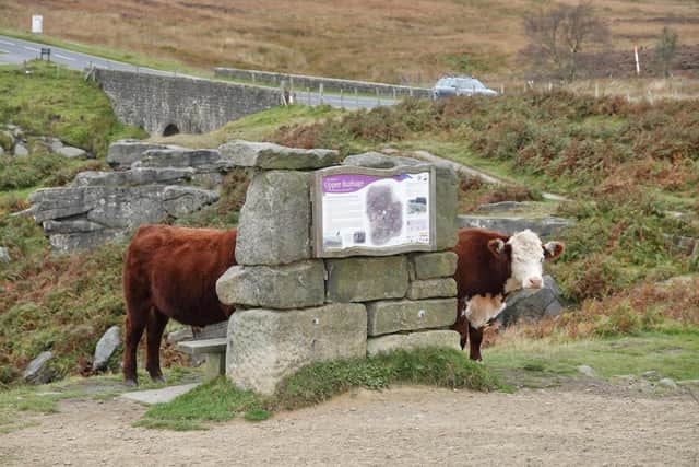 Long-Back cow spotted at Burbage taken by Mike Barker
