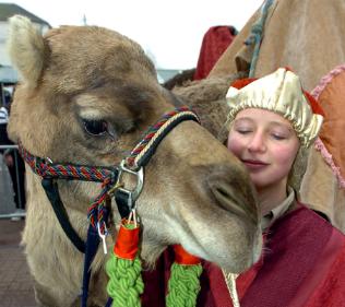 Andi Probert dressed as a wise man with a camel named Sarah. 2007.