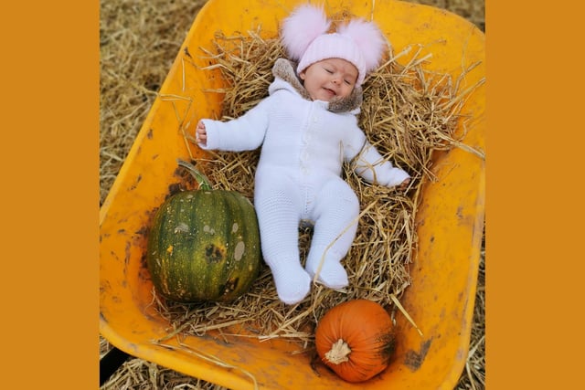Lianne Reidy said: River Rai Reidy, aged 5 months, chilling in wheelbarrow whilst pumpkin picking!