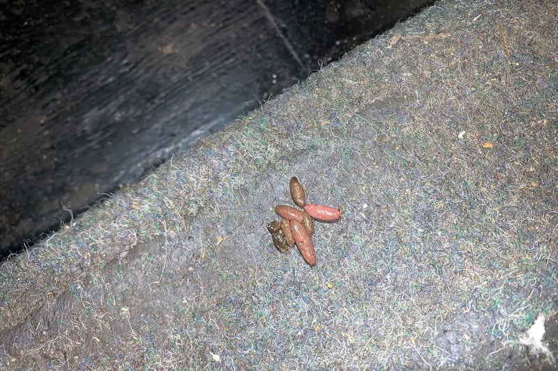 Sunderland City Council says fresh rat poo was found on stairs and was a red colour, showing poison laid down by a specialist pest control crew had been eaten by the animals.