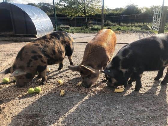 Pigs Pickle, Chutney and Relish tuck in to some food on the farm.