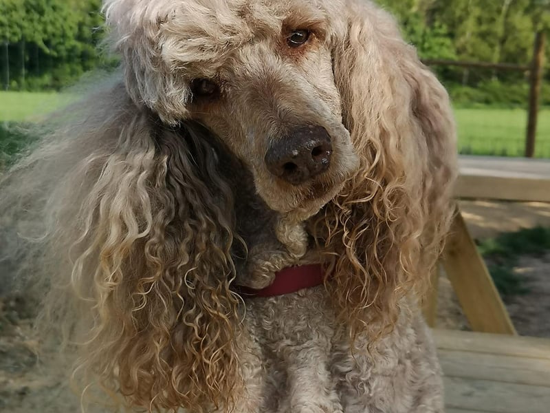 This Luna, owned by Lisa Clark.
