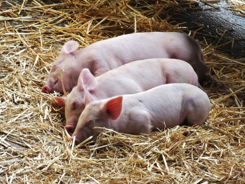 Meet friendly farm animals, enjoy tractor rides, and explore indoor and outdoor play areas at Cannon Hall Farm. A wholesome countryside adventure that’s perfect for younger children. 📍 Bark House Lane, Cawthorne, Barnsley S75 4AT