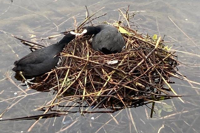 Two nesting moorhens (coots)? Taken by @brianbetts1