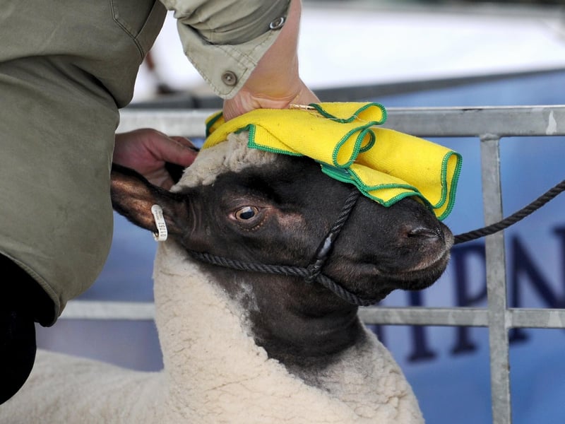 A sheep getting cleaned down ready for the show.