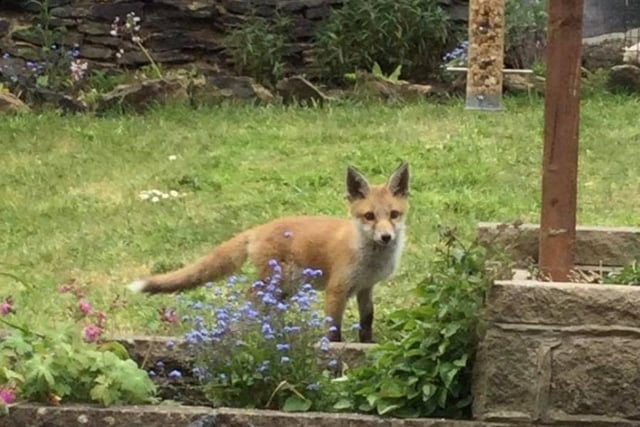 Hilary Dawtry took this photo of a baby fox which visited her garden in Chapeltown earlier this week.