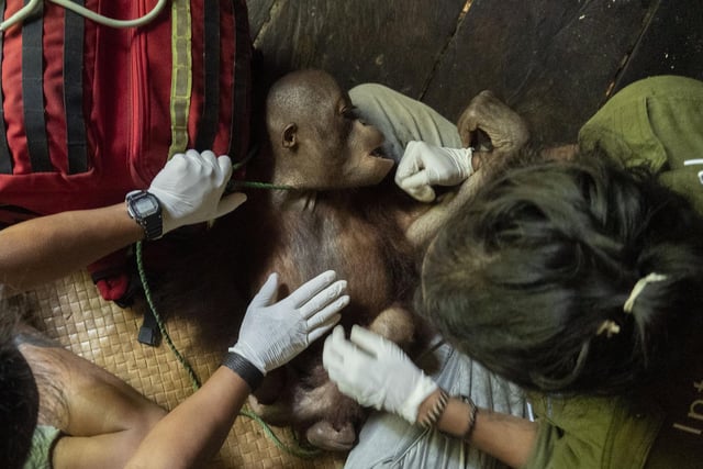 These amazing images show the rescue of a young orangutan called Kurkur by the non-profit International Animal Rescue (IAR)