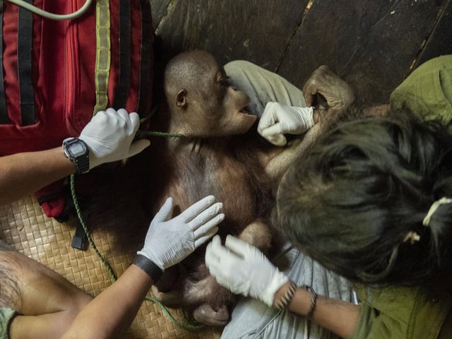 These amazing images show the rescue of a young orangutan called Kurkur by the non-profit International Animal Rescue (IAR)