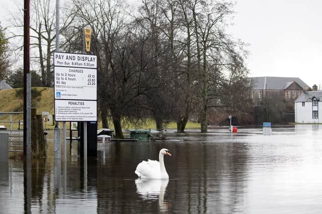 A swan nonplussed by the flooding today