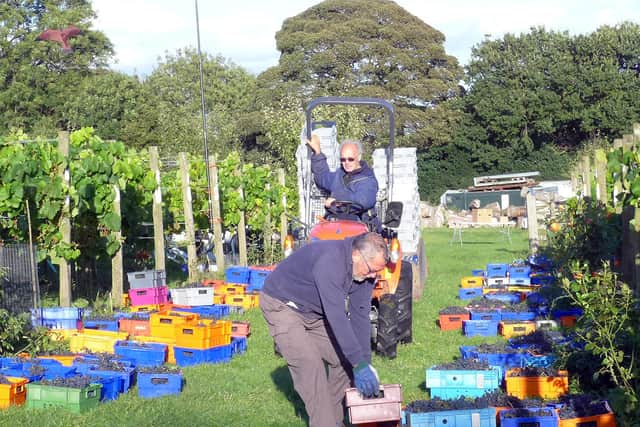Derek Henry rides a tractor as another volunteer loads boxes between rows of vines.