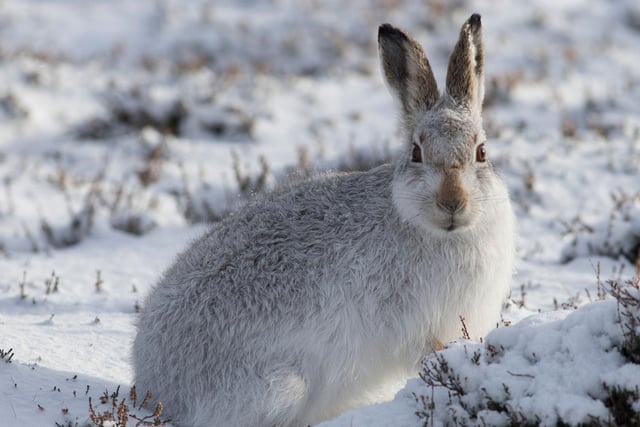 The striking Mountain Hare lives in the Scottish Highlands, where it changes its fur to camouflage against the snow. But, due to climate change, snow cover in Scotland is declining, leaving hares more exposed to predators. Hares thrive in cold conditions, so temperature rise is also causing them to move to smaller and more fragmented territories.