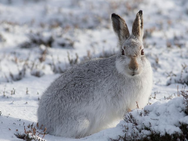 The striking Mountain Hare lives in the Scottish Highlands, where it changes its fur to camouflage against the snow. But, due to climate change, snow cover in Scotland is declining, leaving hares more exposed to predators. Hares thrive in cold conditions, so temperature rise is also causing them to move to smaller and more fragmented territories.