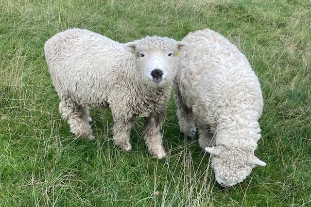 Curly sheep taken by Pat Hutchinson