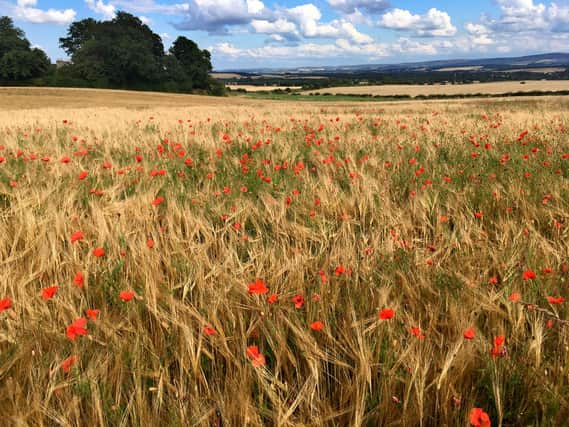 A lovely golden barley field with poppies, near Elphinstone

 
