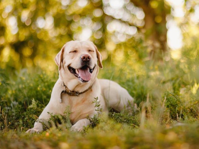 Second on the list is the larger labrador retriever, with 7,255 purchased.