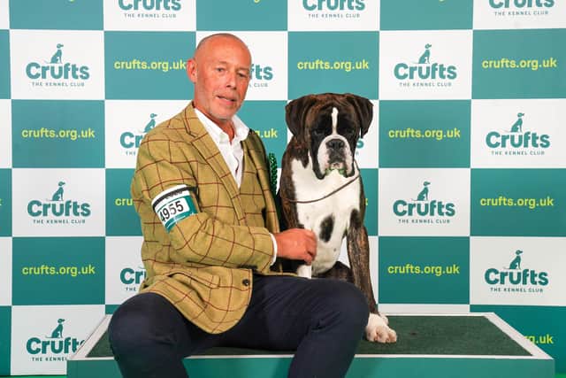 Stephen Gething from Sheffield with Tucker, a Boxer, which was crowned the Best of Breed winner on Friday, the second day of Crufts 2023, at the NEC Birmingham. Credit: BeatMedia/The Kennel Club
