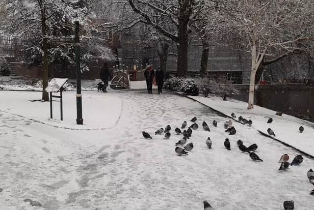 People out walking in the park in the snow, as the pigeons look for food