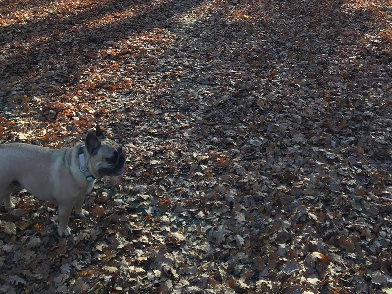 Odin enjoying a walk at Staunton County Park in Havant. Picture: Carrie-Ann Fothergill