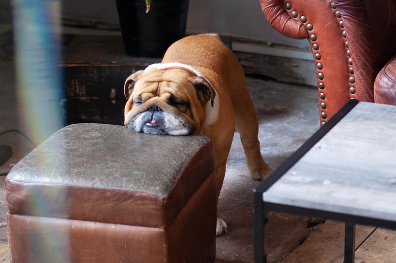 Here's another pic of that bulldog, just to illustrate how tiring life can be, and that it helps to have a chin height footstool.
www.artisanroast.co.uk