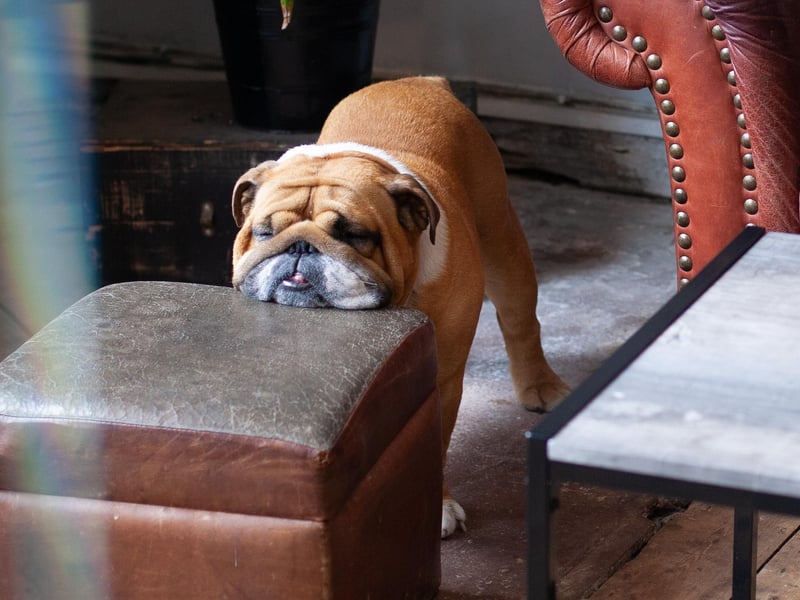 Here's another pic of that bulldog, just to illustrate how tiring life can be, and that it helps to have a chin height footstool.
www.artisanroast.co.uk