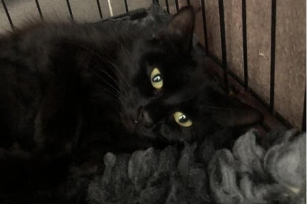 One year old Minnie is a domestic medium hair cat. She is a very friendly cat and very happy to receive fusses and lots of attention. She loves to rub round your legs and give you head bumps. She's very happy to come up and have lots of snuggles with you, says Thornberry Animal Sanctuary