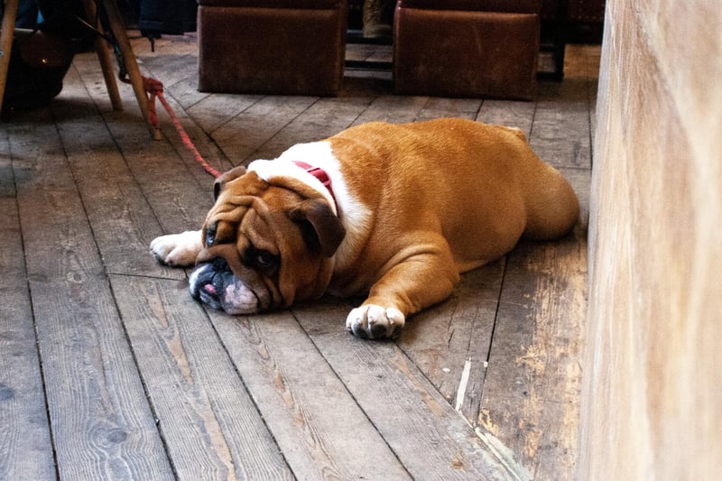 This bulldog is striking a very Garfield-like pose at the Stockbridge branch of Edinburgh's Artisan Roast. They offer water to dogs and have some top secret (shhh) chicken treats behind the counter. The secret code to access these is three short barks followed by one long one. 
100a Raeburn Place, www.artisanroast.co.uk