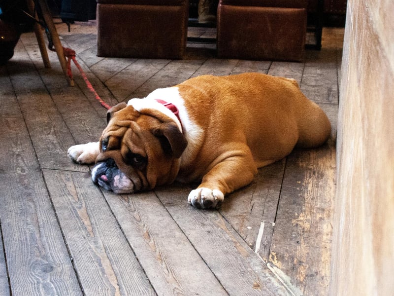 This bulldog is striking a very Garfield-like pose at the Stockbridge branch of Edinburgh's Artisan Roast. They offer water to dogs and have some top secret (shhh) chicken treats behind the counter. The secret code to access these is three short barks followed by one long one. 
100a Raeburn Place, www.artisanroast.co.uk