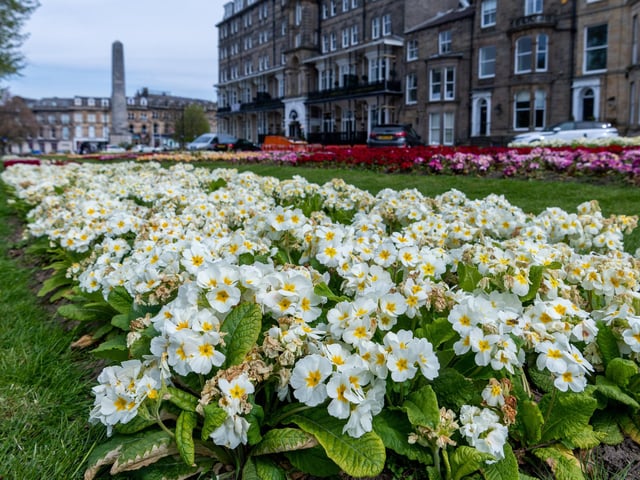 Harrogate has the fifth highest rate with 15.5 new cases identified from May 23 to June 6, per 100,000 people.