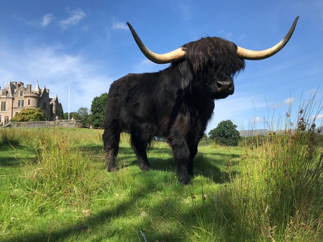 Parkland with Highland cattle.