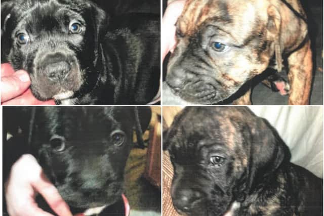 South Yorkshire Police has issued an appeal for information after a knifepoint robbery in which four puppies were stolen