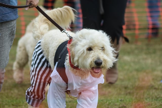 This dog dressed up as a pirate for a fun competition in 2015. Picture by Joe Spence.