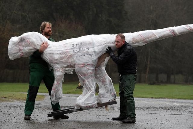 A Velociraptor is moved after arriving at the Safari park