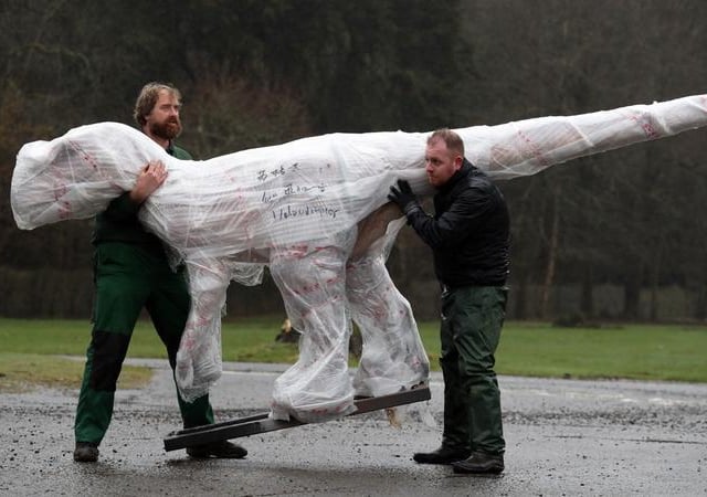 A Velociraptor is moved after arriving at the Safari park