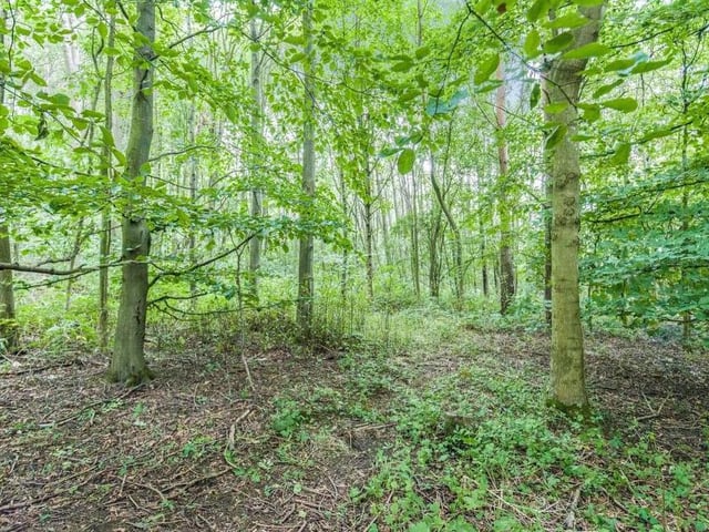 The private woodland area (three-quarters of an acre). It has been left to nature and is home to a variety of trees, plants and wildlife.