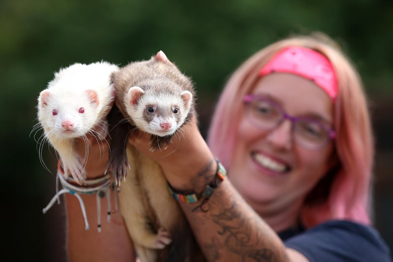 Charlie and Yogi have a wonderful bond so will need a home where they can be accepted together. These fun loving ferrets enjoy playing with toys and being handled. Their new home will need a minimum of a 6ft square outdoor pen for them to run around in, they have experience with teenagers but will need a home with previous Ferret experience.

Pictured: Charlie and Yogi with animal care assistant, Katie Luxford.