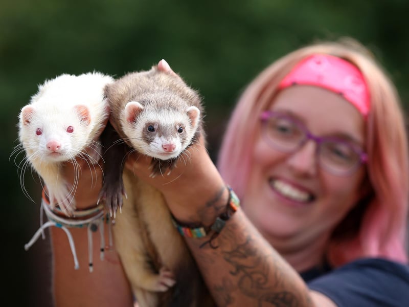 Charlie and Yogi have a wonderful bond so will need a home where they can be accepted together. These fun loving ferrets enjoy playing with toys and being handled. Their new home will need a minimum of a 6ft square outdoor pen for them to run around in, they have experience with teenagers but will need a home with previous Ferret experience.
Pictured: Charlie and Yogi with animal care assistant, Katie Luxford.