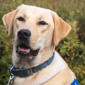 Sheffield Support Dog Dug is set for a future as an autism assistance dog