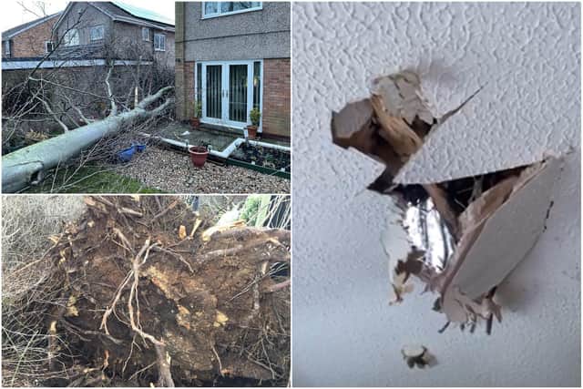 Anston homeowner John Madden says he and his neighbours have been warning the council for years about the danger posed by trees behind their homes - now one has crashed through his ceiling.