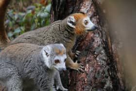 Yorkshire Wildlife Park in Doncaster has taken in three crowned lemurs from Bristol Zoo, which is closing after 186 years