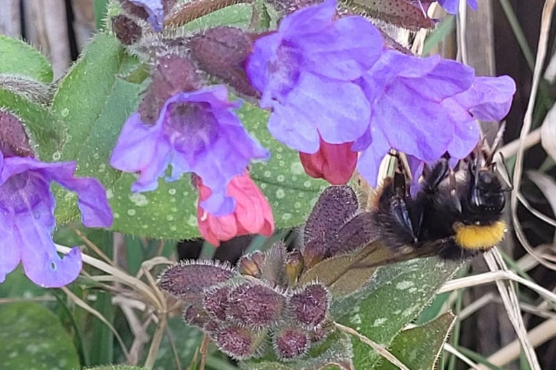 Anna Kulczycka took this picture of the first bee of the year in her garden.