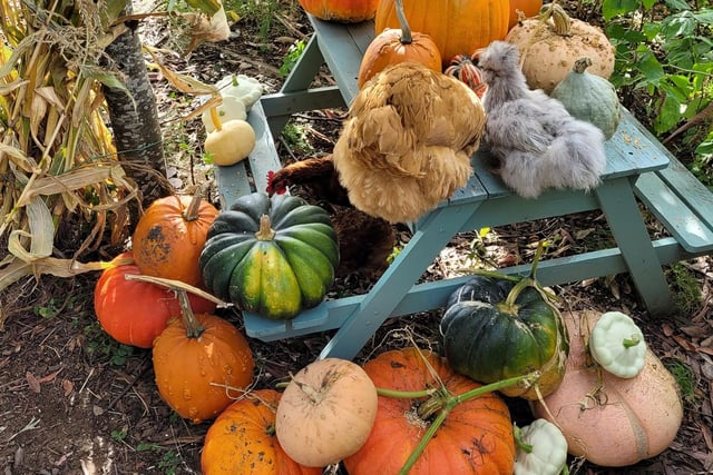 Jojo Louise, said: "My daughter spent the summer growing her own pumpkins -  so far we haven't really done much with them but the hens love them!."