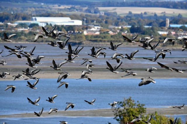 Pink-footed geese gather at Montrose Basin.