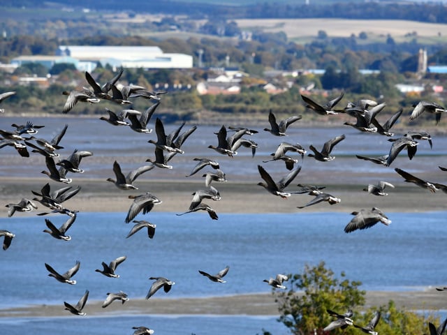 Pink-footed geese gather at Montrose Basin.