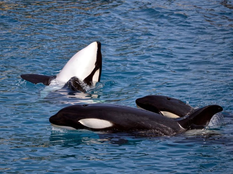 Among the rarest and most elusive creatures on this list, we might typically associate killer whales - or orca - with Seaworld, but there are places right here in the UK where you can spot them in the wild. Try your luck at Cardigan Bay, the Shetland Islands and Orkney for a chance to spot one of the ocean’s deadliest hunters.