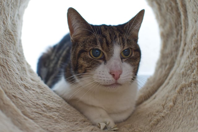 Tibby would love to stay with, Joey (see previous page) as the two are a pair. After their owner sadly could no longer care for them this pair of 5 year old cats have found it hard to adjust to cattery life and would love nothing more than to be in a loving home once again.