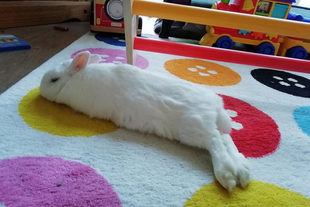 Neil the Netherlands Dwarf Rabbit has enjoyed his owner Charlotte Mason being home more often.