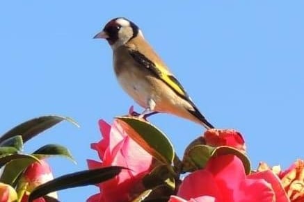 Sarah Blackham told us that she went for a lovely walk this morning and caught a picture of this beautiful goldfinch basking in the sun